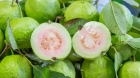 Guava