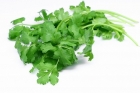 Coriander (Sorted & Washed)